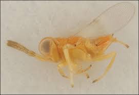 Attēlu rezultāti vaicājumam “Aleurochiton aceris”