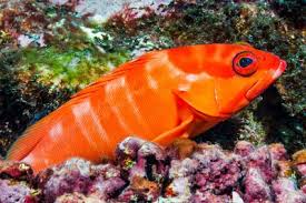 Image result for Epinephelus striatus