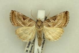 Attēlu rezultāti vaicājumam “Eucarta virgo”