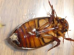 Attēlu rezultāti vaicājumam “Dytiscus dimidiatus”