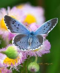 Attēlu rezultāti vaicājumam “Maculinea teleius underside”
