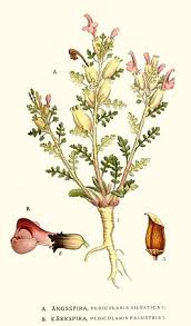 Attēlu rezultāti vaicājumam “Pedicularis palustris leaf”