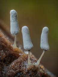 Attēlu rezultāti vaicājumam “Craterium minutum stalked”