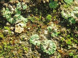 Attēlu rezultāti vaicājumam “Riccia glauca”