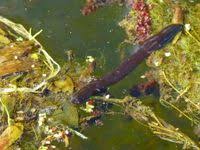 Attēlu rezultāti vaicājumam “Haemopis sanguisuga”