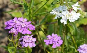 Image result for Iberis umbellata