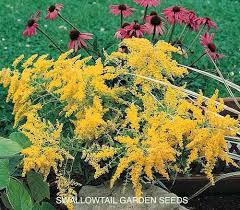 Attēlu rezultāti vaicājumam “Solidago canadensis”