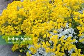 Image result for Alyssum saxatile