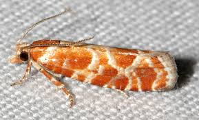 Attēlu rezultāti vaicājumam “Rhyacionia pinicolana”