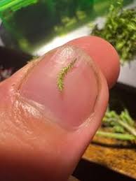 Attēlu rezultāti vaicājumam “Plagiothecium latebricola”