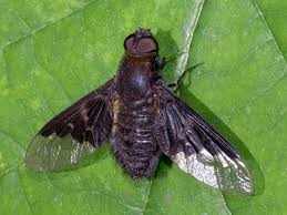 Attēlu rezultāti vaicājumam “Hemipenthes morio”