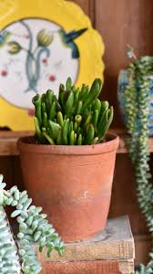 Image result for Crassula hobbit