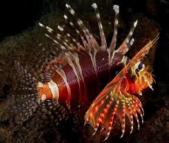 Image result for Scarus zelindae