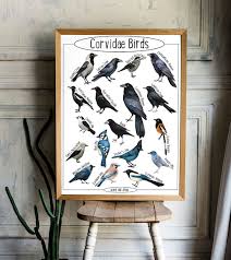 Attēlu rezultāti vaicājumam “Corvidae”