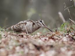 Attēlu rezultāti vaicājumam “Scolopax rusticola nest”