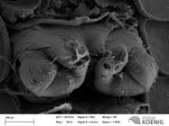 Attēlu rezultāti vaicājumam “Polyzonium germanicum”