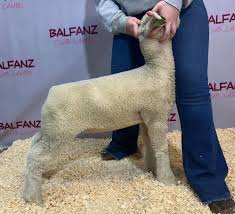 Image result for Lamb Angling Club