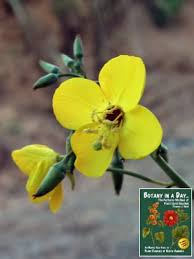 Attēlu rezultāti vaicājumam “Onagraceae”