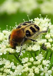 Attēlu rezultāti vaicājumam “Trichius fasciatus imago”