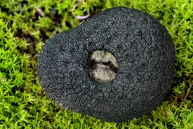 Attēlu rezultāti vaicājumam “Pachyphloeus melanoxanthus”