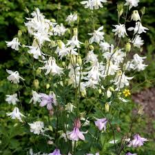 Image result for Akelei