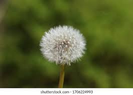 Attēlu rezultāti vaicājumam “Taraxacum officinale aggr.”