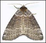 Attēlu rezultāti vaicājumam “Tetheella fluctuosa”