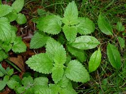 Attēlu rezultāti vaicājumam “Melissa officinalis leaf”