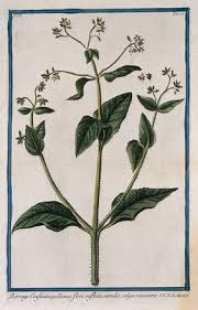 Attēlu rezultāti vaicājumam “Boraginaceae”