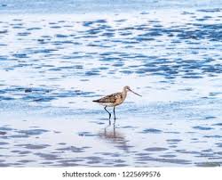 Attēlu rezultāti vaicājumam “Limosa lapponica adult”