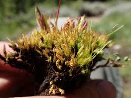 Attēlu rezultāti vaicājumam “Aulacomnium”