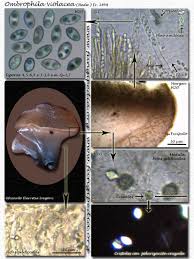 Attēlu rezultāti vaicājumam “Ombrophila violacea”