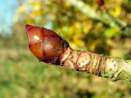 Attēlu rezultāti vaicājumam “Aesculus hippocastanum leaf”