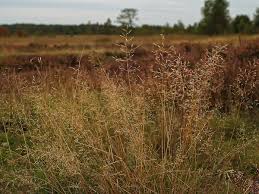 Attēlu rezultāti vaicājumam “Deschampsia flexuosa bud”