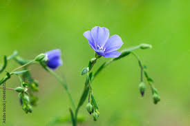Attēlu rezultāti vaicājumam “Linaceae”