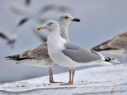 Attēlu rezultāti vaicājumam “Larus argentatus”