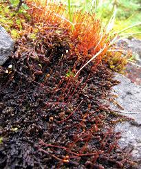 Attēlu rezultāti vaicājumam “Scorpidium revolvens”