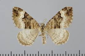 Attēlu rezultāti vaicājumam “Xanthorhoe biriviata”