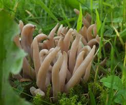 Attēlu rezultāti vaicājumam “Cribraria languescens stalked”