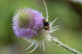 Attēlu rezultāti vaicājumam “Dipsacus fullonum flower”