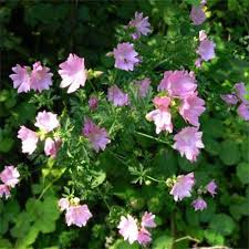 Image result for Malva moschata