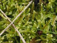 Attēlu rezultāti vaicājumam “Breidleria pratensis”