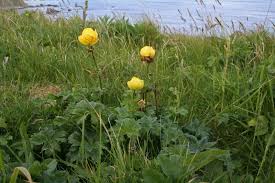 Attēlu rezultāti vaicājumam “Trollius europaeus”