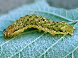 Attēlu rezultāti vaicājumam “Anaplectoides prasina”