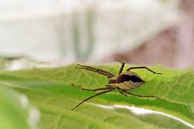 Attēlu rezultāti vaicājumam “Agelenidae”