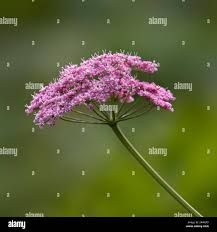 Attēlu rezultāti vaicājumam “Pimpinella major flower”