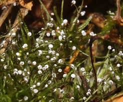 Attēlu rezultāti vaicājumam “Lycogala ustulatum macro”