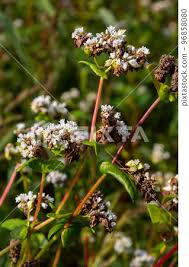 Attēlu rezultāti vaicājumam “Fagopyrum esculentum flower”