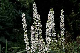 Attēlu rezultāti vaicājumam “Verbascum nigrum leaf”