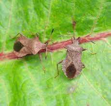 Attēlu rezultāti vaicājumam “Coreus marginatus imago”